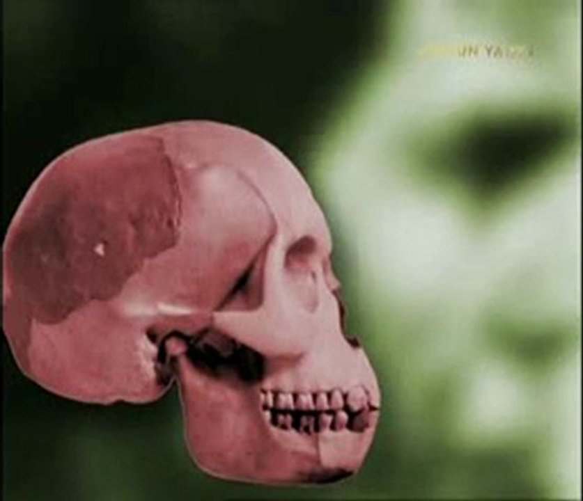 Sanayi kelebekleri hikayesi