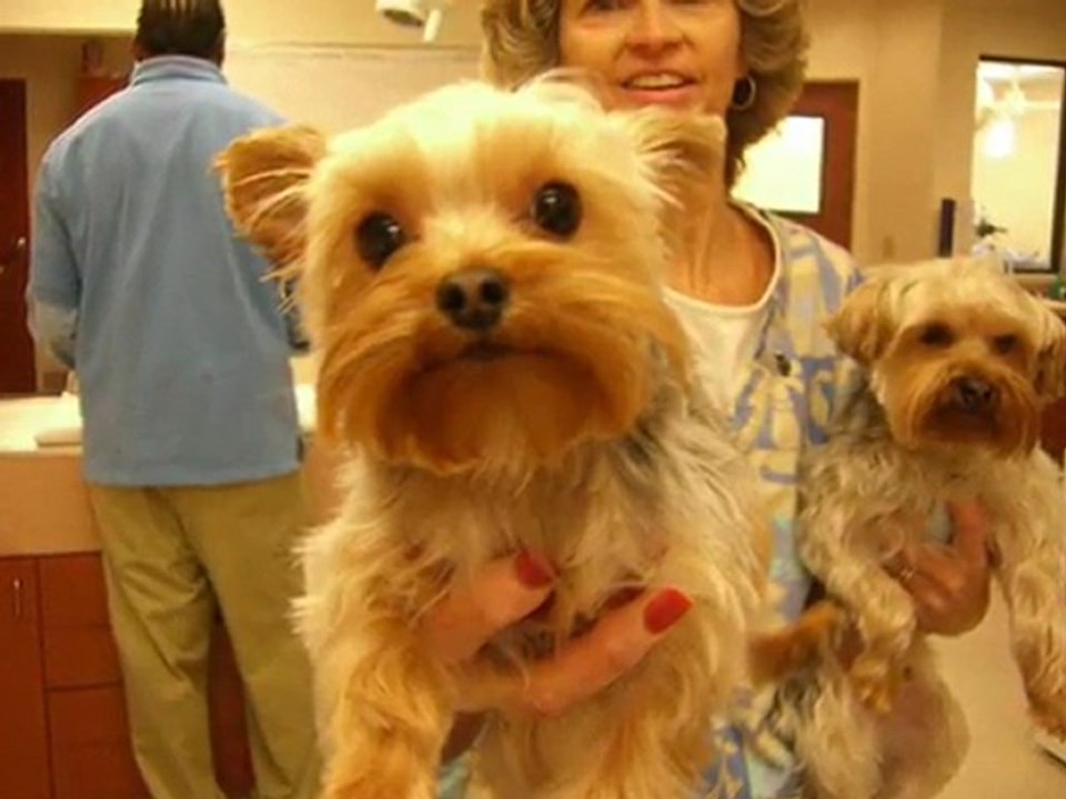 Las Vegas Veterinary Clinics - Call 702-384-8737 Blue Cross Animal Hospital