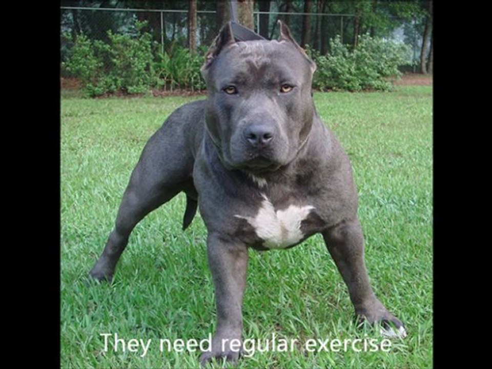 American Pitbull Terrier Dog Breed Images
