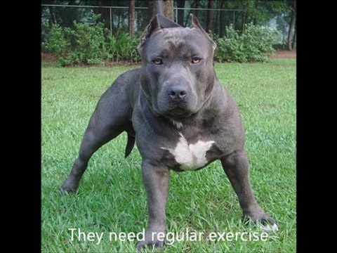 American Pitbull Terrier Dog Breed Images