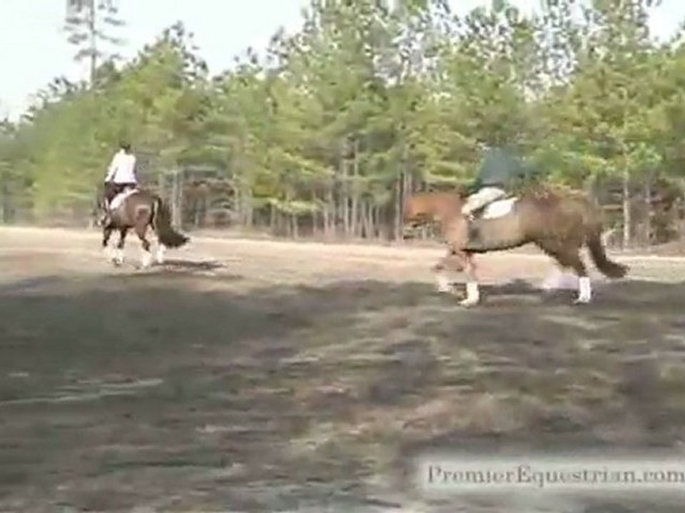 Phillip Dutton Pro Tips 2 - Horse Jumps - Horse Jump Training