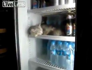 Cat Beats The Heat!