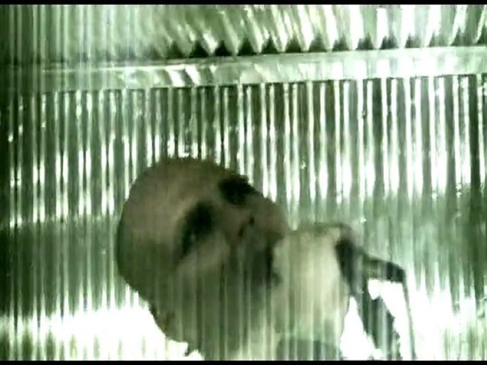 Steel Attack - Angels