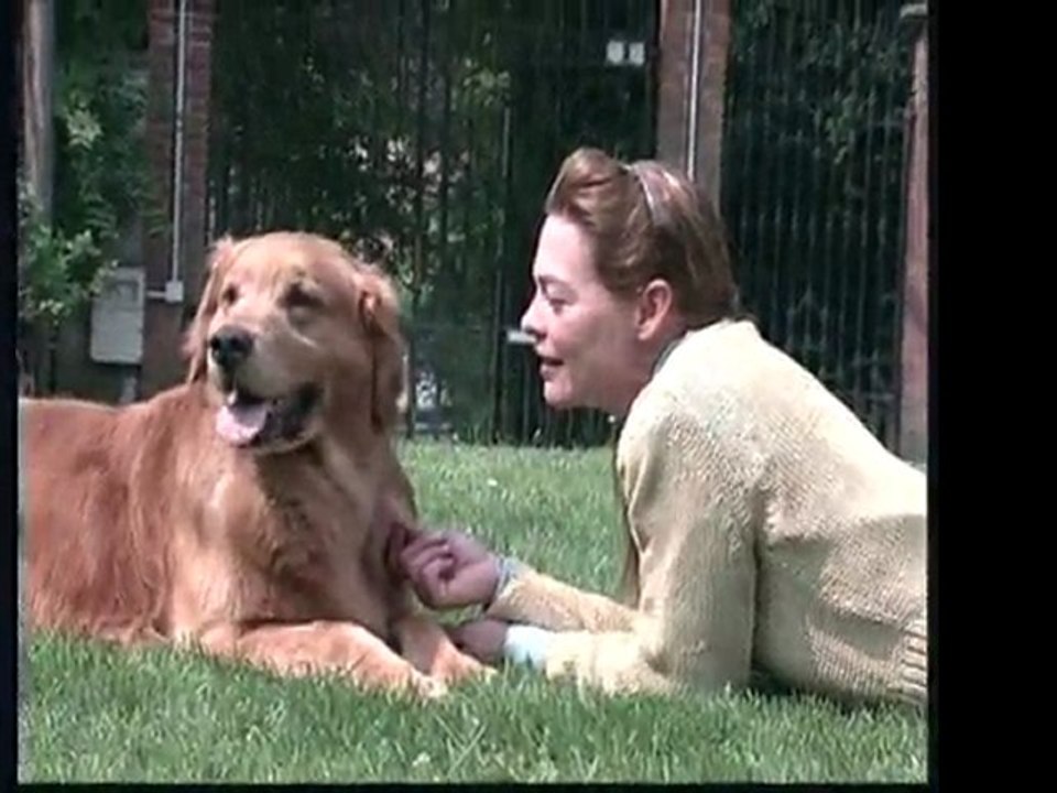 REPORTAGE GOLDEN RETRIEVER education canine 83