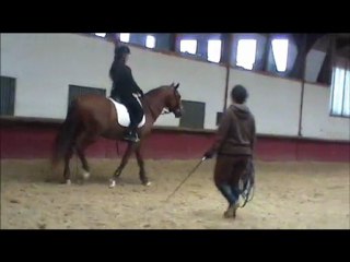 Acamel élevage PRE -débourrage gallito 2e partie