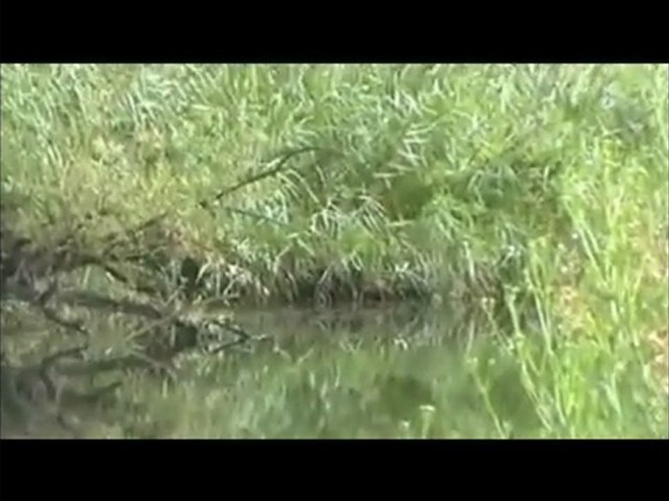 UN MARTIN PECHEUR SUR LA LAGUNE