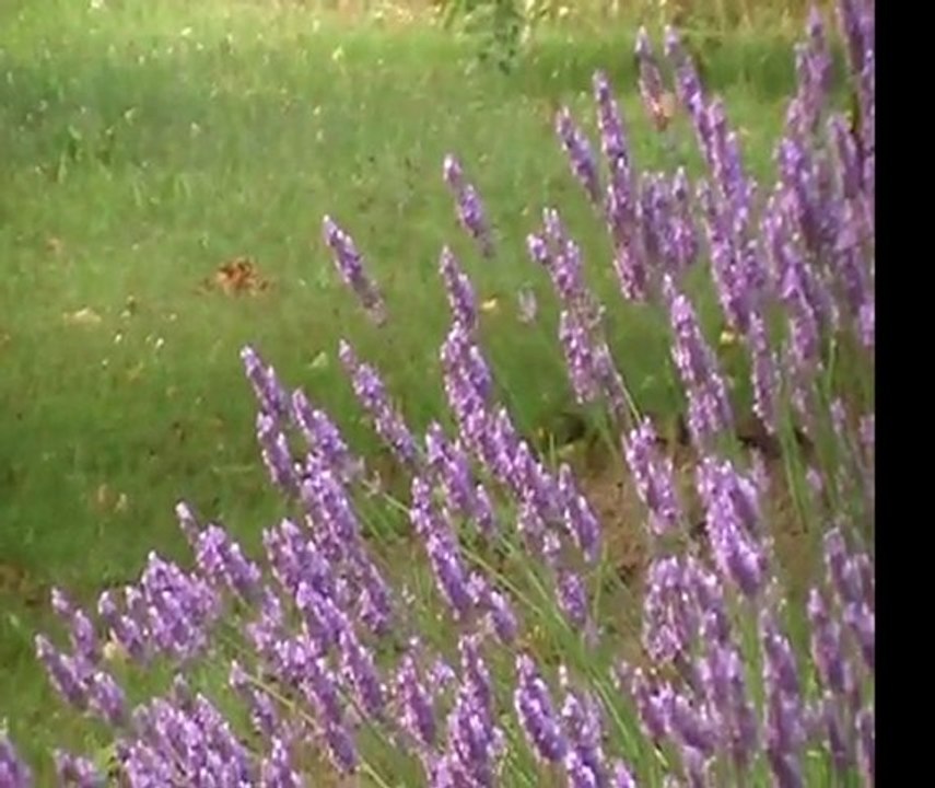 insecte à découvrir