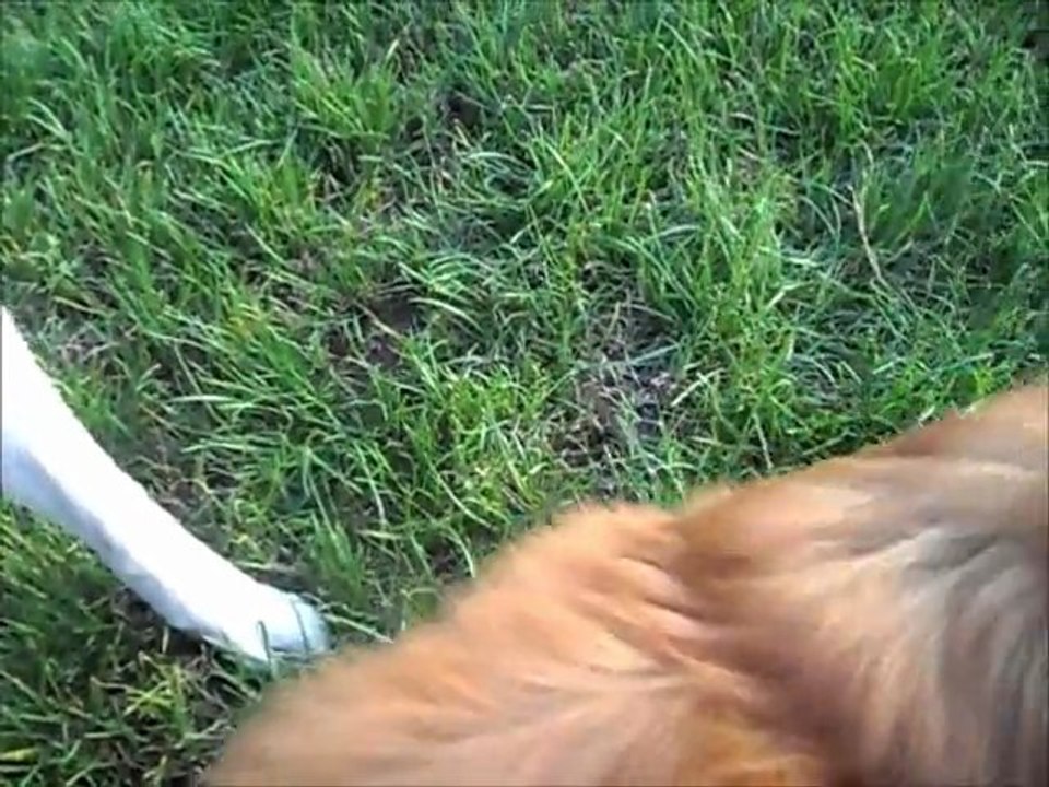 Emeraude et Snooka le 18 07 2011