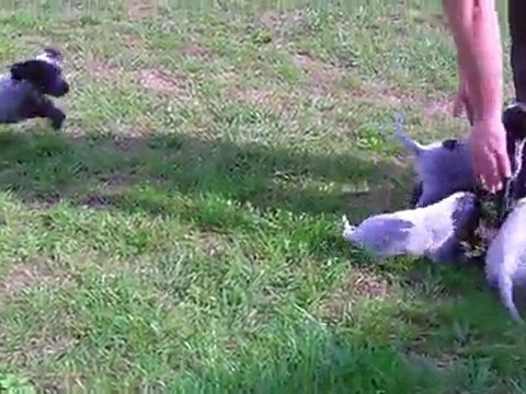 Chiots Brindille du Clos Maldav et Valic