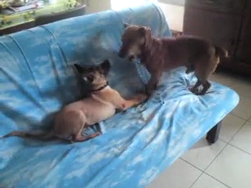 Lucky et Gala à la maison