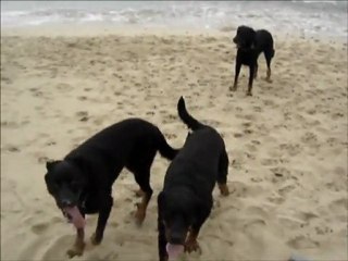 Buddy enya Baika plage pors tarz