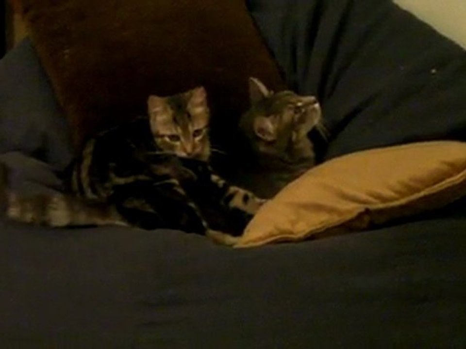 Sae et Yui en plein toilettage