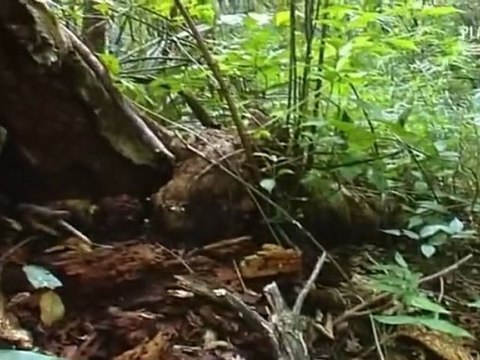 Des fourmis tueuses