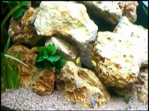 Cichlidés du MALAWI de Tazmani92 - Aquataz / Part 2