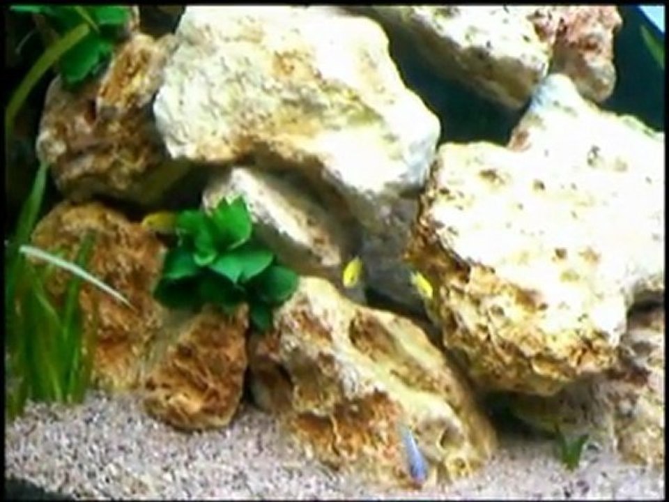 Cichlidés du MALAWI de Tazmani92 - Aquataz / Part 2