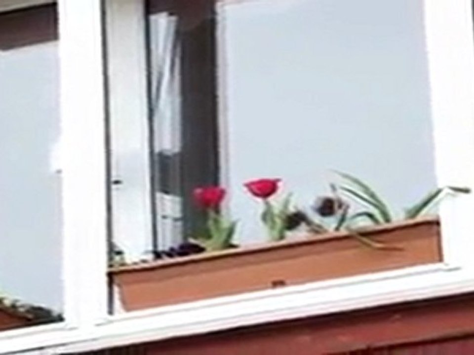 Eda'lı "Yanıyorum (Bahça Duvarından Aştım)"