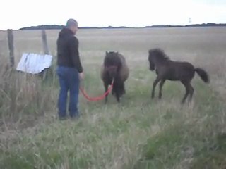 Pouliche Sehtland X Mérens, 2 mois aujourd' hui. 1) 24/07/2011. SDC11208