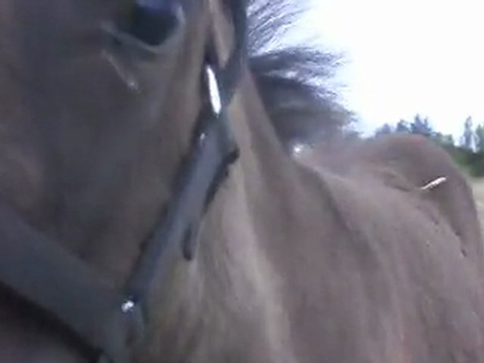 Pouliche Sehtland X Mréns: 2 mois. 2). 24/07/2011. SDC11207