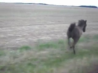 Pouliche Shetland X Mérens, 2 mois. 3) 24/07/2011. SDC11206