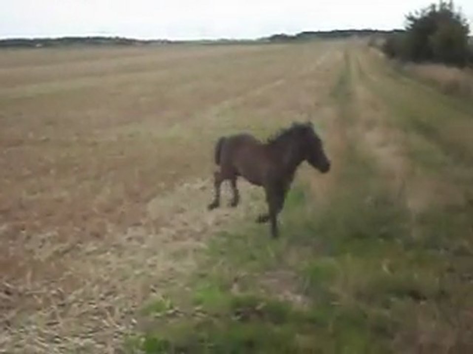 Pouliche Shetland X Mérens 2 mois. 5) 24/07/2011. SDC11194