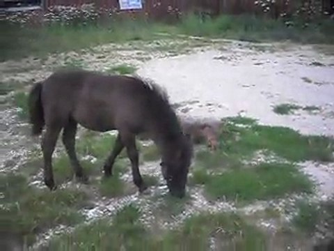 Pouliche Shetland X Mérens 2 mois. 7) 24/07/2011. SDC11191