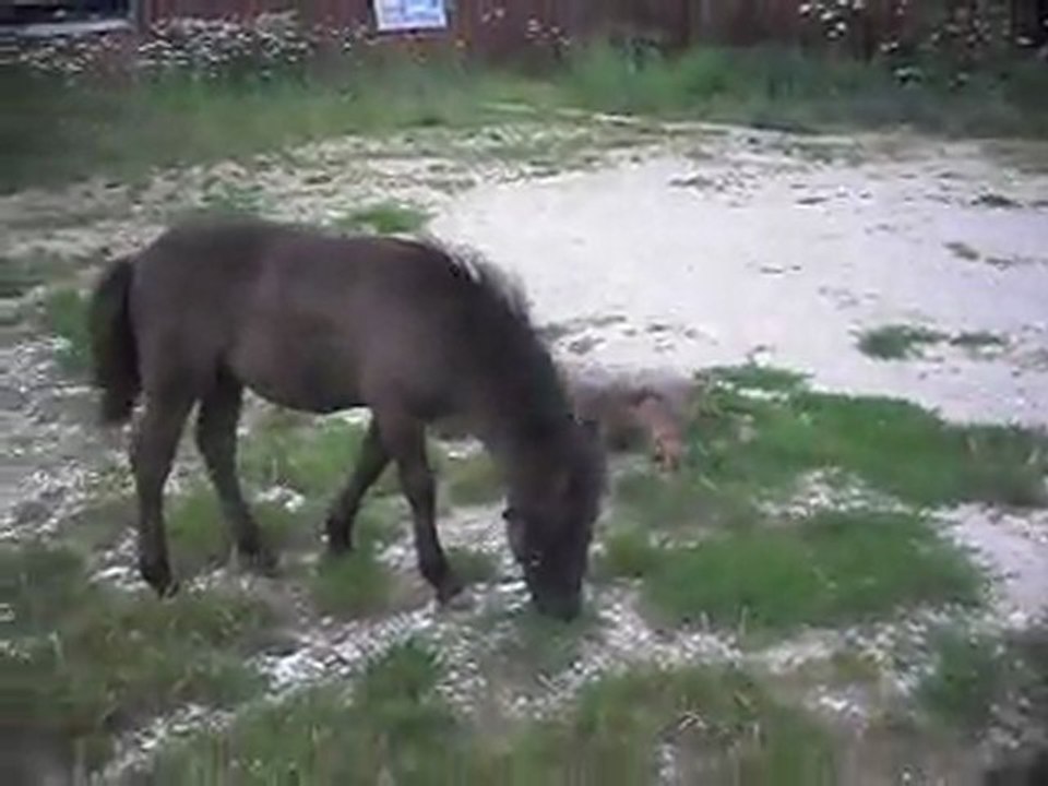 Pouliche Shetland X Mérens 2 mois. 7) 24/07/2011. SDC11191