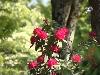 Jury du fleurissement de la ville : la visite