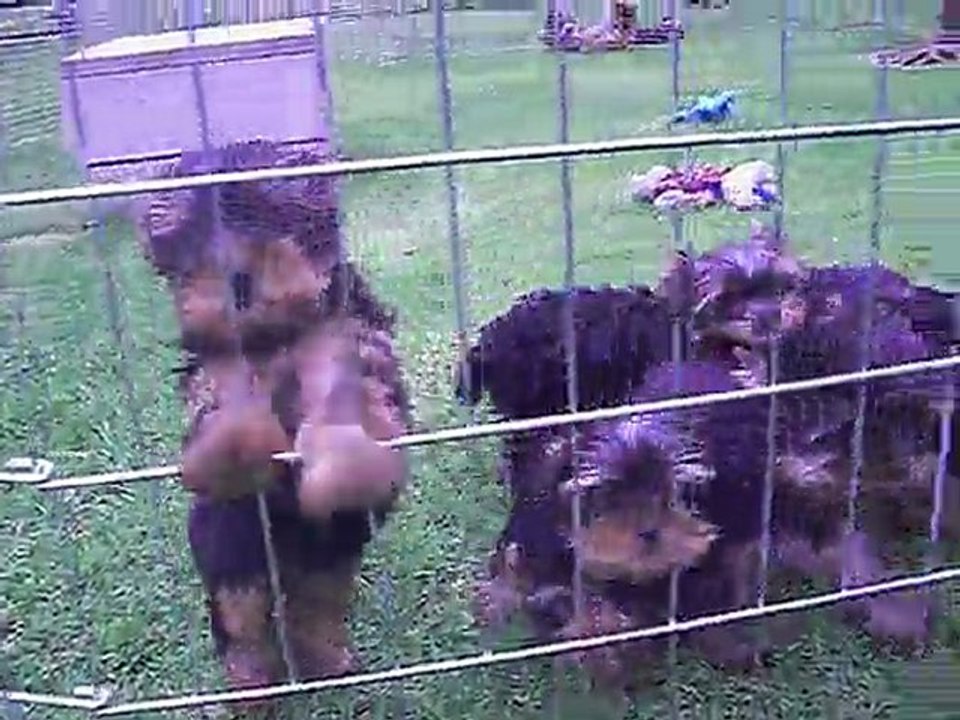 les chiots 24 juillet 2011 (2)