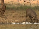 Deers at the water hole, Sariska national park