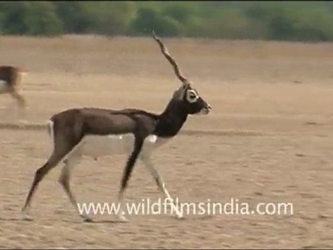 Majestic blackbuck in Tal Chappar, Rajasthan