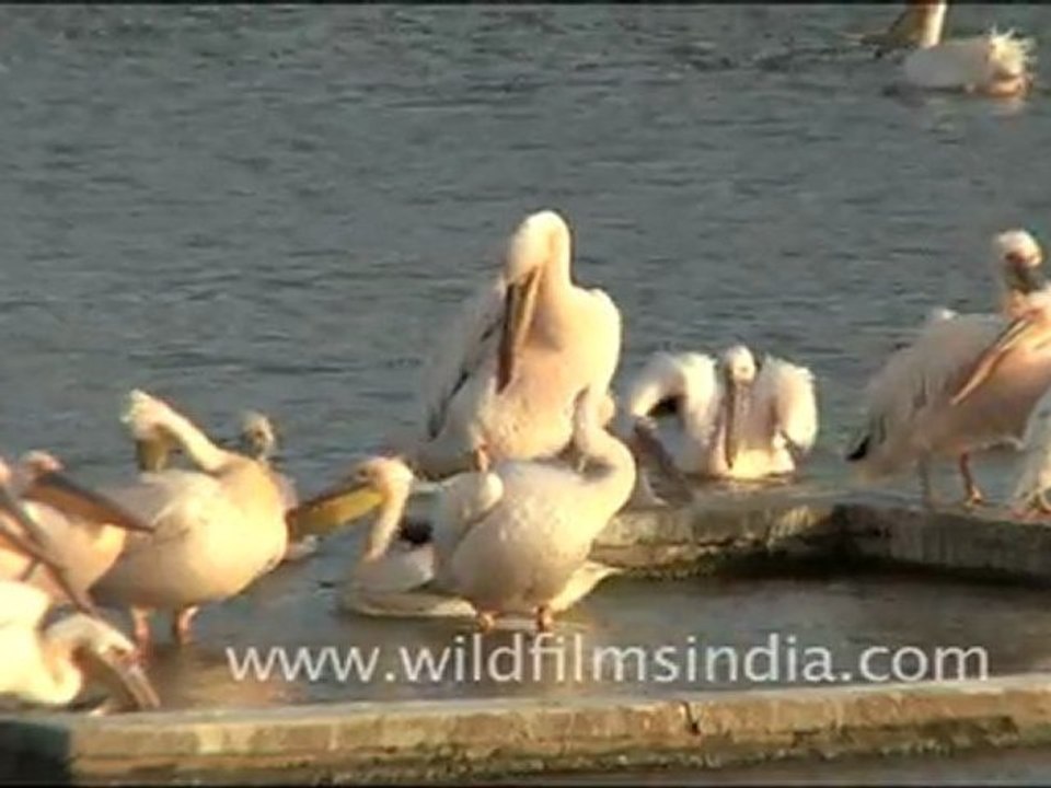 White Rosy Pelican in India