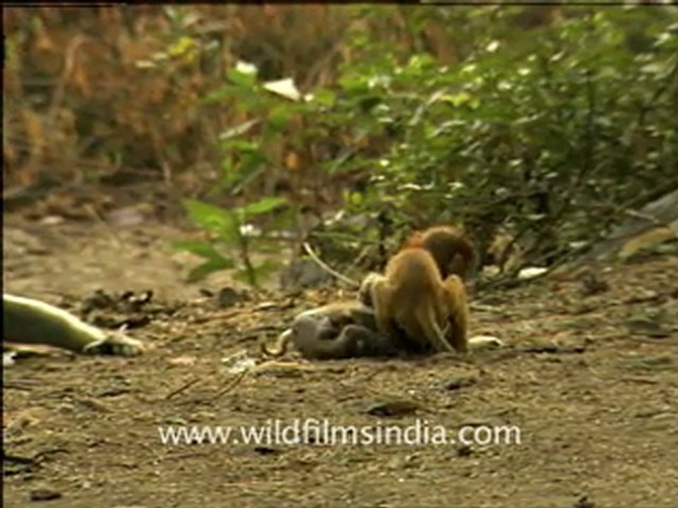Rhesus Macaques Fighting