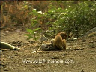 Rhesus Macaques Fighting