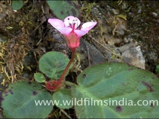 Flowers in landour