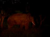 Elephant Damage in Forest