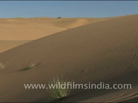 Sam Sand Dunes of Rajasthan