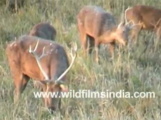 Sambar Deer Eating A Grass