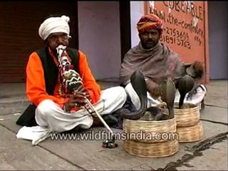 Snakes dancing to a tune