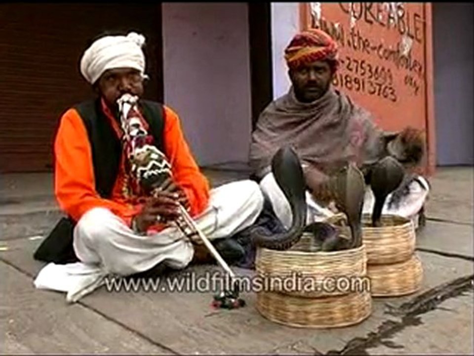 Snakes dancing to a tune