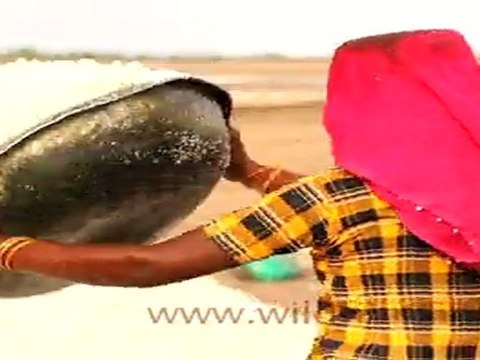 Salt workers in Rann of Kutch, Gujrat