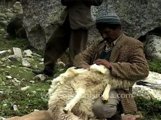 Sheep near Lamkhaga