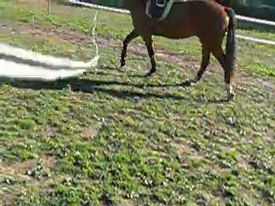 U'Two séance longe sellé + filet