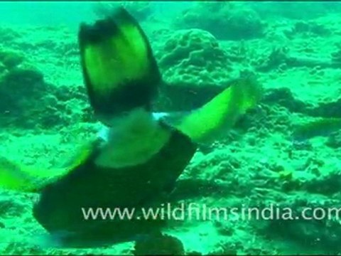 Trigger Fish, Andaman