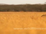 Hyaena in Velavadar Blackbuck National Park