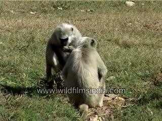 Lunch time  Langur