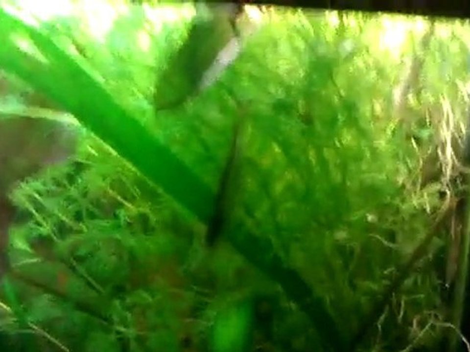 Aquarium