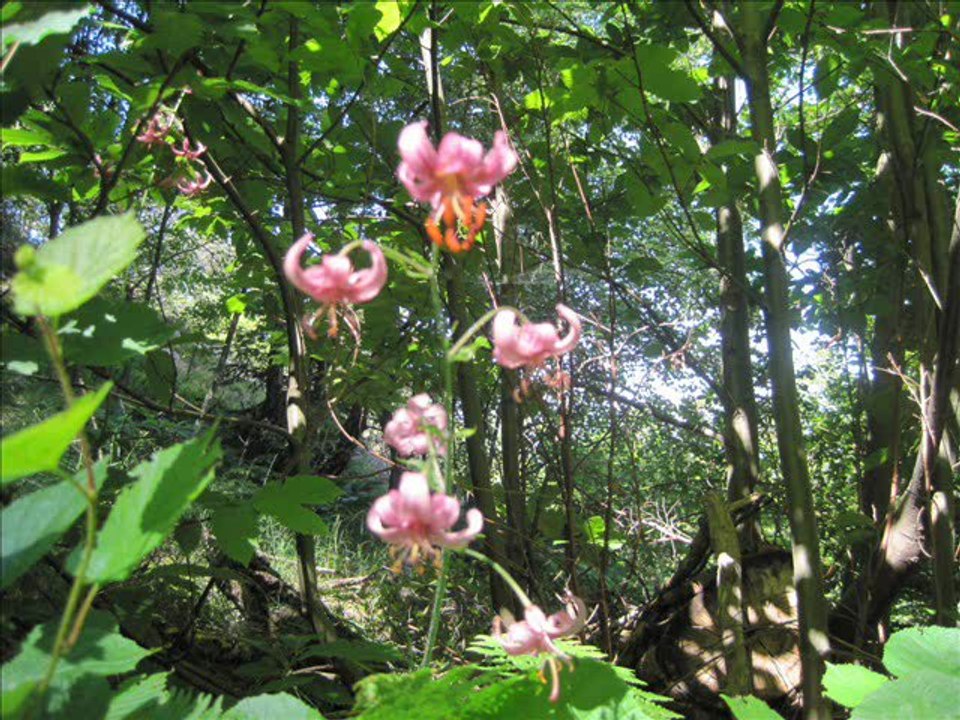 tour du cogoullo par le maquis