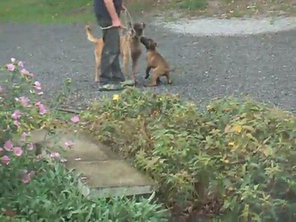 les malinois