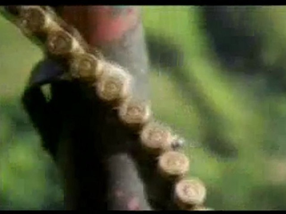 Üçüncü dünya faşistleri