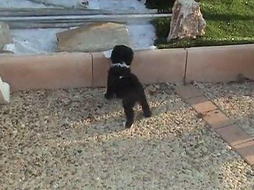 ChiotsTerriers du Tibet, Portée d'Udine & de Tabasco Boshanti